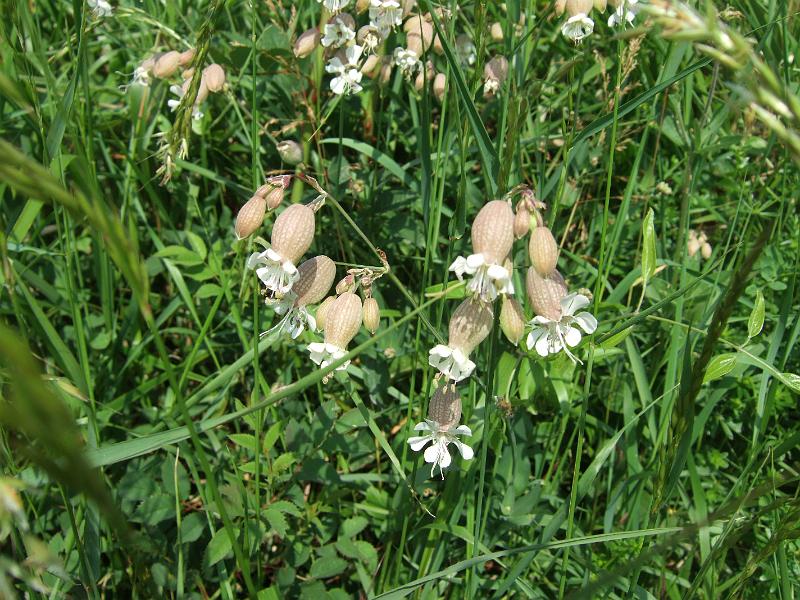 2010-05- (22).JPG